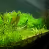 Userbild von into the green