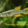 Userbild von Killifisch2001