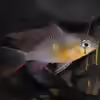 Userbild von Labeo bicolor