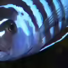 Userbild von lützkopf