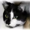 Userbild von Mandy Henschel