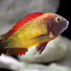 Userbild von Manuel Kellauer