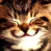 Userbild von miv