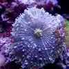 Userbild von Nano Jojo
