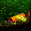 Userbild von Niko Toumanidis