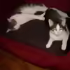 Userbild von nivram