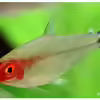 Userbild von Rotkopfsalmler