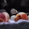 Userbild von similis