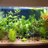 Userbild von tanino