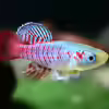 Userbild von Vancouver2010