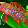 Userbild von YoshiMaus