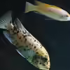 Userbild von Zamiera