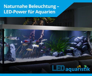 Efeutute richtig vermehren und im Aquarium un... (5666)