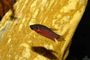 Interview Hubert Selig Foto1