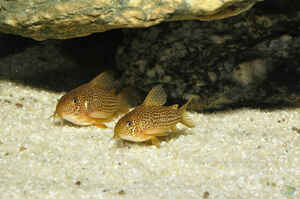 Interview Hubert Selig Foto5