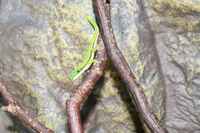 Phelsuma nigristriata
