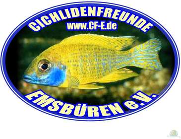 Logo Cichlidenfreunde Emsbüren e.V.