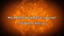 Video Malawisee Aquaristik "naturnah" von Florian Bandhauer (JkVAs2Q9UWg)