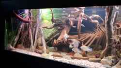 Video Altum biotope Aquarium von Agua viva (-0TKx3An3xY)