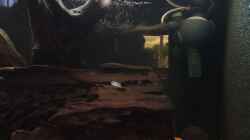 Video Apistogramma trifasciata 2 von Fichte (0S8693VK7uA)