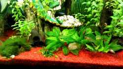 Video Vor dem Füttern von Hobbl (0TeSMrerczU)