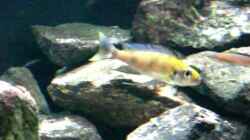 Video Cunningtonia longiventralis Sambia (blau/gelb) von Andi*Sehlde (0jz5-DvTYGw)