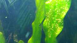 Video Amerika Gesellschaftsbecken von mischling12 (0mLAbEfOsCA)