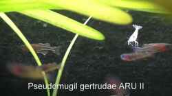 Video Pseudomugil gertrudae ARU II von -Der Österreicher- (1blqA57YEak)