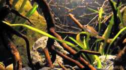 Video Kongo River von Chris_R. (1wTKofwf-C0)