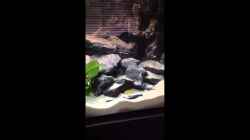 Video Labidochromis Yellow Malawi Tank von Jean-Paul Ambord (1x7uzDcGxhQ)