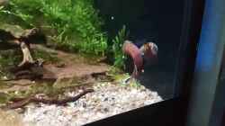 Video Betta channoides Teil 2 von Fichte (288_uloKeXw)