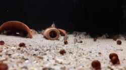 Video Getummel von Fichte (2NO1IRsF_nU)