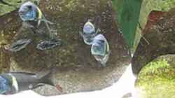 Video Tropheus Dubois Maswa WF von Maclya (2clhfZwNYbc)