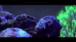 Video Schneck im 1l Nano Aquarium von Traum-Hobby.de (2vyjIuYT38Y)