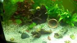 Video schneggi von baw (3I8jxJDh6is)