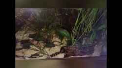 Video geschäftiges Treiben bei den Pangio von NaMo (3kTyYhKLFk8)