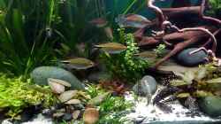 Video Botia kubotai Rudel im 375 l Becken von Grünhexe (4FtZuHXcDHE)