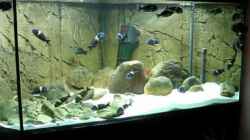 Video Tropheus Duboisi WF im Deltabecken von Maclya (4I70VZteIr0)