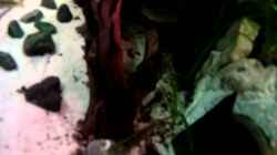 Video Asizonas Underwater von daKING (4OeIMWKCh9E)