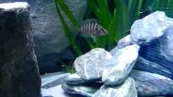 Video Compressiceps von Chris_R. (4pzoi_MYSJg)