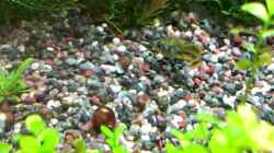 Video Zwergkugelfisch von Steffi scaped (4sh5aWG63vk)