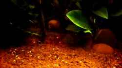 Video little dark african von die Perle... (4uFBVmMOT8s)