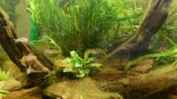 Video Pseudomugil furcatus von Dominik (524At_N8W64)