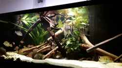 Video Becken ohne Guianacara  von Fichte (5z1Y2Y22Y6g)