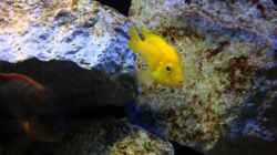 Video Afrika im Glas II von boffix (61dnCiUURRY)