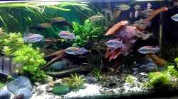 Video 375 l Gesellschaftsbecken von Grünhexe (6JoxADyDhks)