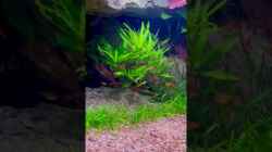 Video Abendstimmung von André Sidler (6Op2S5Ns6Xo)