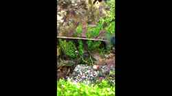Video Futterneid der kleinen Kugelfische :-) von Steffi scaped (7CE_KcCeboY)
