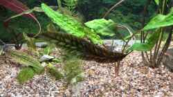 Video Balz am Morgen... von Helga Kury (7NOZOA9_C5M)