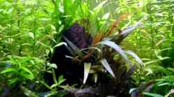 Video Homeland 23.05.2011 von Ray1975 (7WwajK5gIOA)